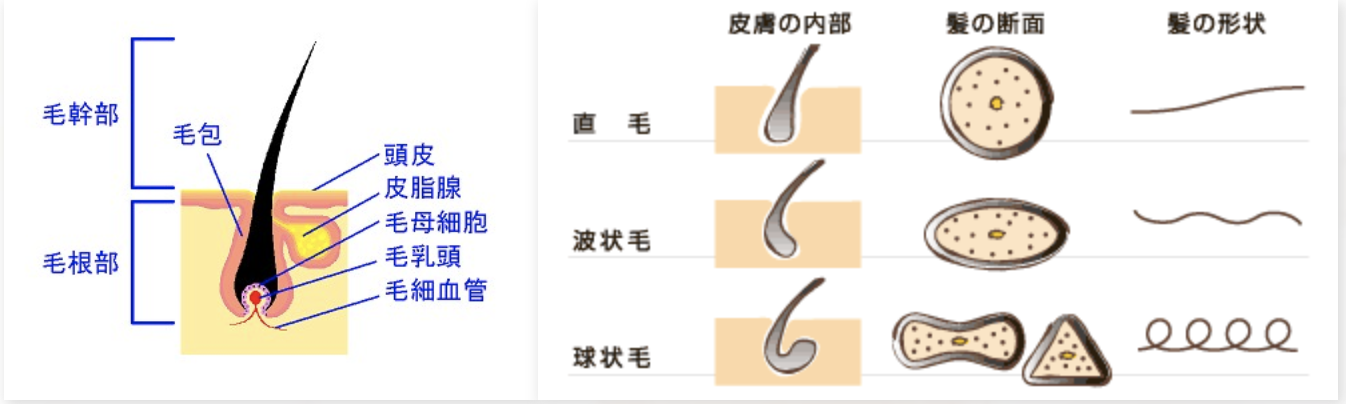 天然パーマ・くせ毛の人は薄毛になりやすい？ハゲと髪質の関係とは｜薄毛・AGAの原因・対策とおすすめクリニック｜AGA薄毛治療ナビ